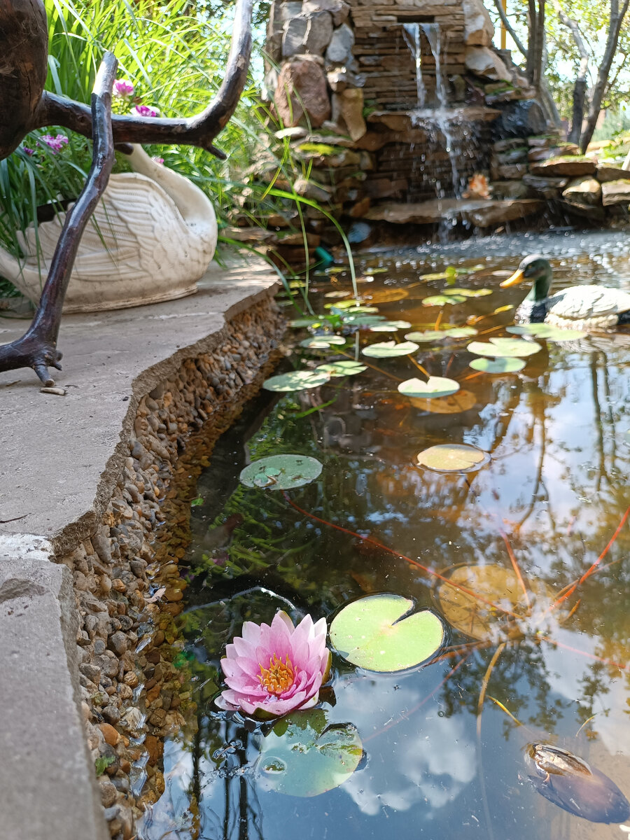 Самая красивая из всех красавиц в нашем пруду☺