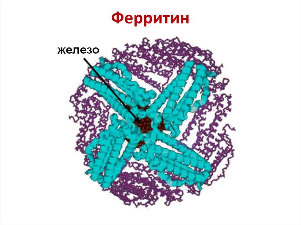 Ферритин это железо или нет. Ферритин структура белка. Структура молекулы ферритина. Ферритин строение гемосидерин. Ферритин маркер воспаления.