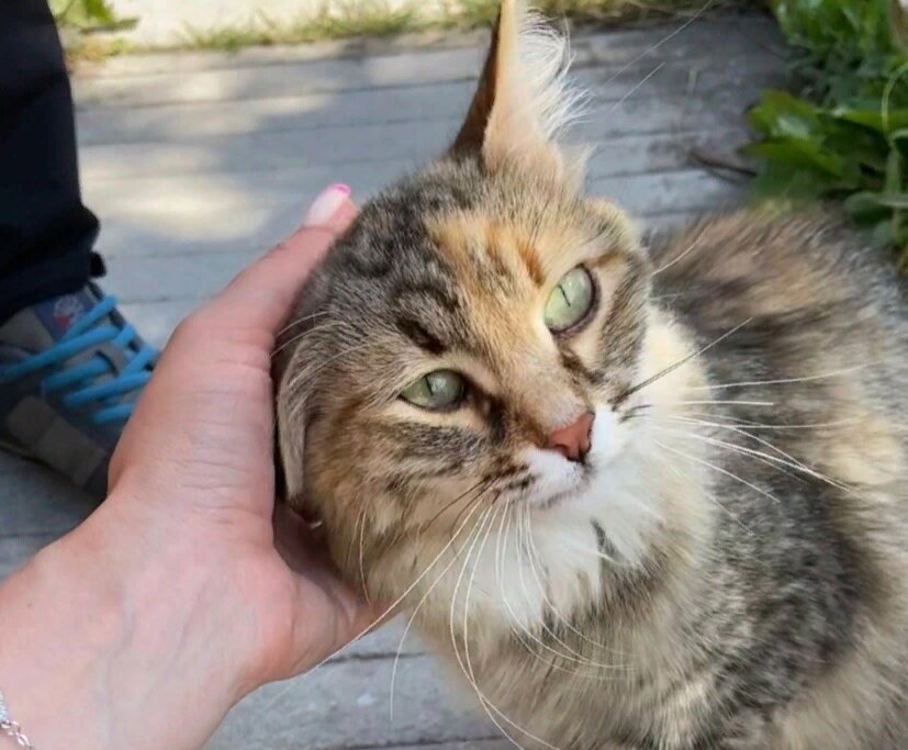 Все удивлялись, как смогла эта хрупкая кошечка пережить зиму