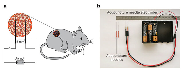     Фото: Huang et al./Nature Metabolism, 2023