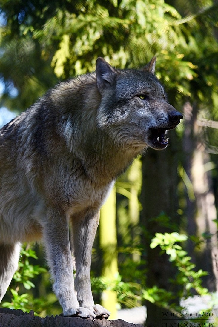 Волк canis Lupus. Таёжный волк. Волк серый обыкновенный. Среднерусский Лесной волк.