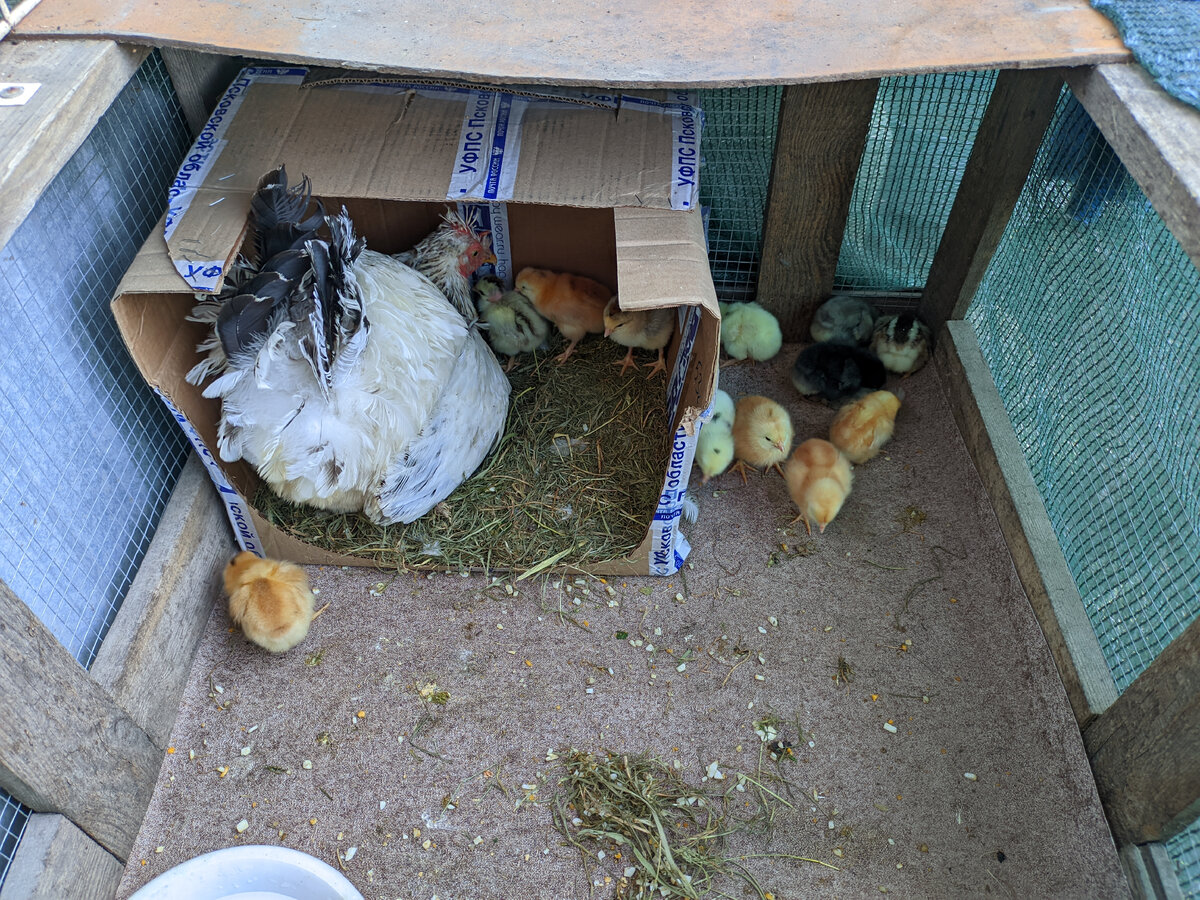 крымский карел дзен