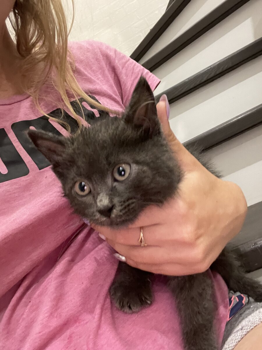 Совершенно опешивший кот