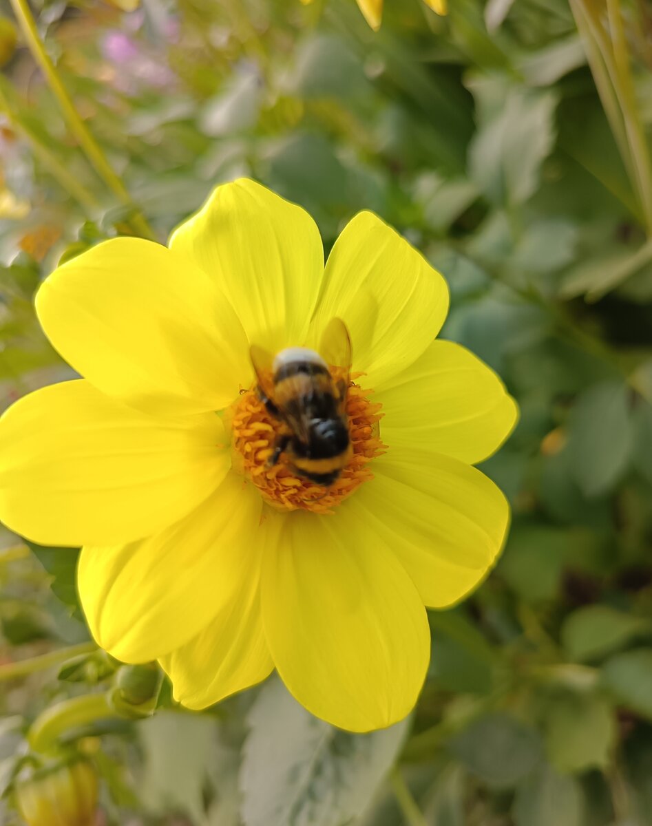 Цветочек на даче. 