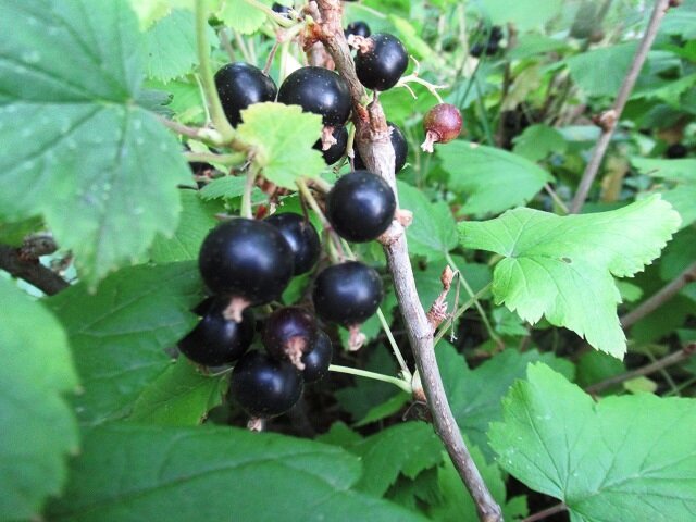 черная смородина, фото автора