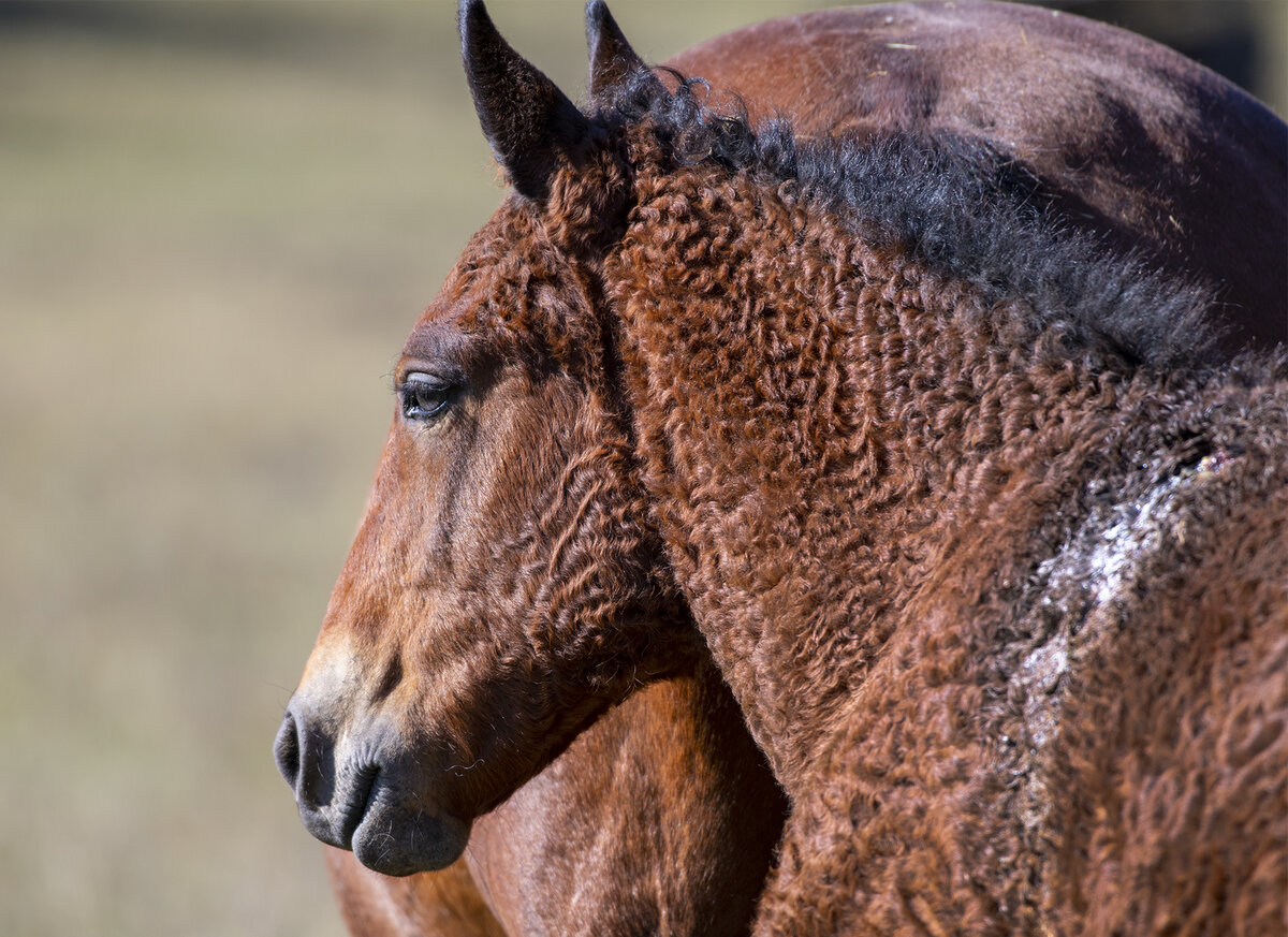 2. Кучерявый парняга. Вы видели такую породу вживую?