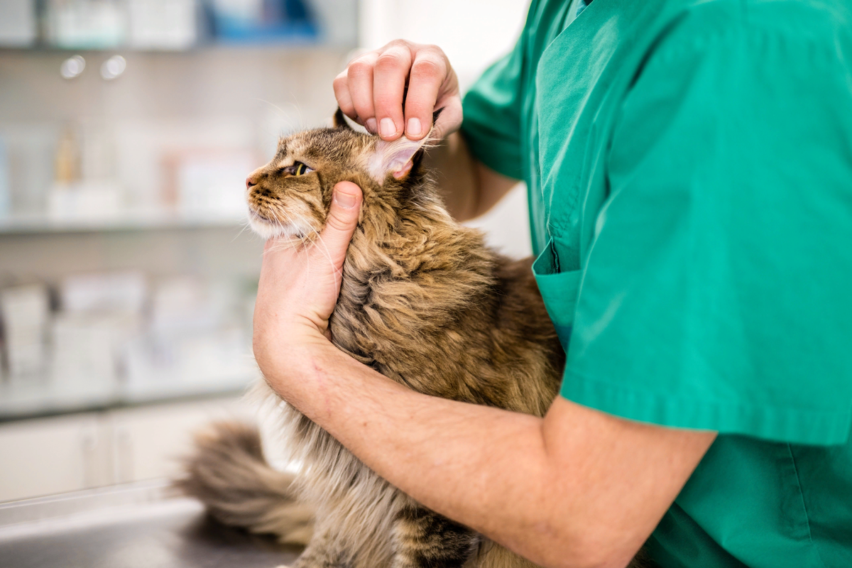 Как правильно почистить уши кошке: советы и рекомендации