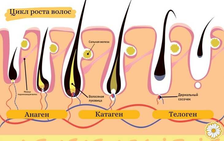 Фазы роста волос анаген. Анаген - фаза роста, катаген - фаза, телоген -. Волосяной фолликул. Строение луковицы волоса человека. Строение волоса корень и стержень.