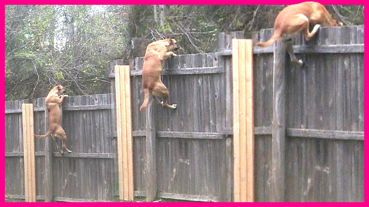 Сбежать от соседей. Собака прыгает черезpf,JH. Прыгает через забор.