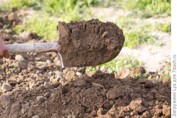 После уборки урожая грядки необходимо перекопать. Лучше это сделать в октябре в теплый сухой день. Рекомендую перекапывать землю лопатой.
