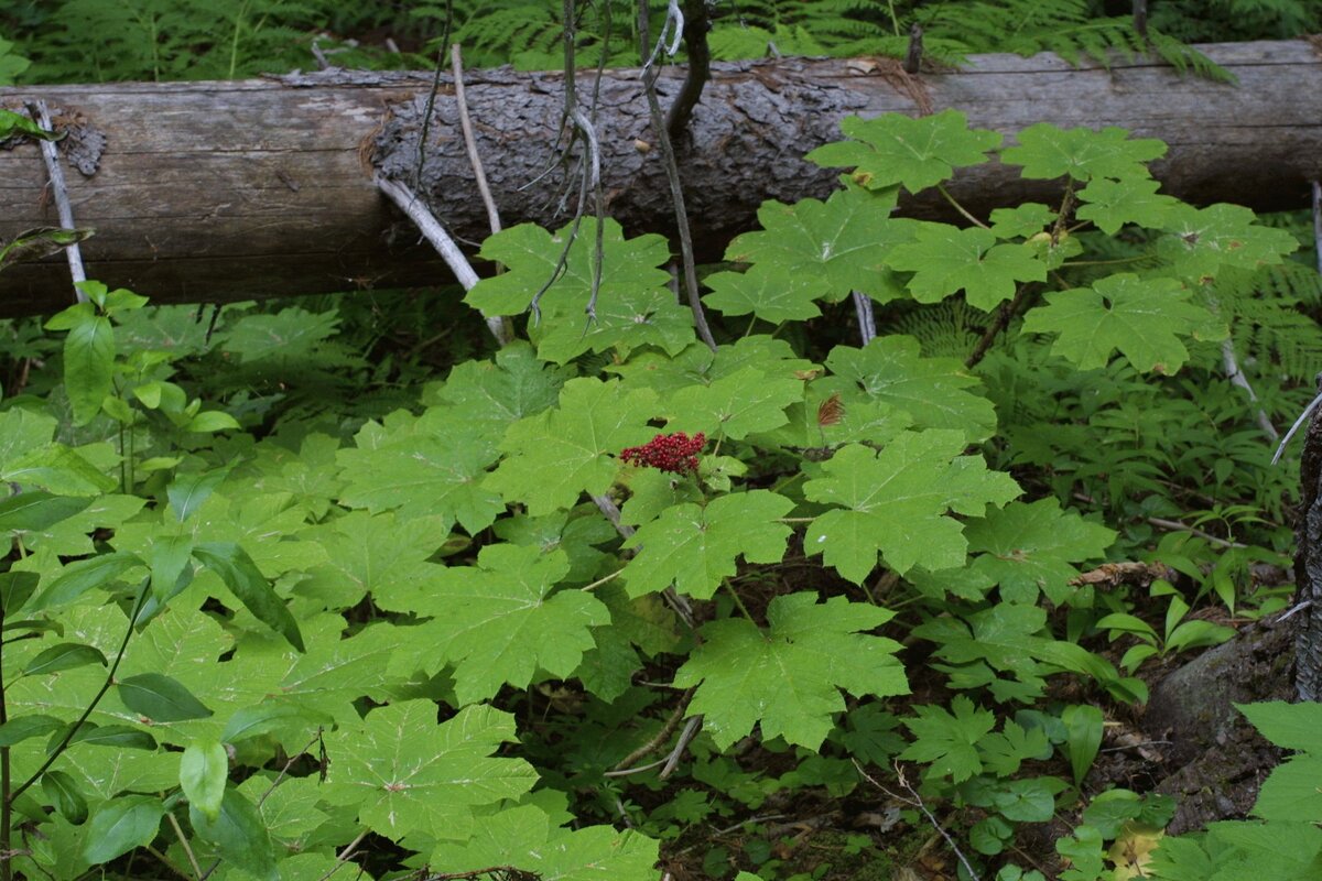 Oplopanax horridus заманиха