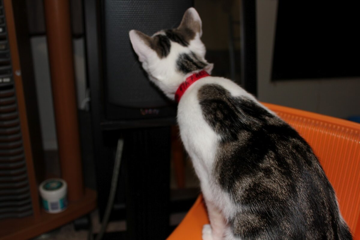 Фото из Интернета. 