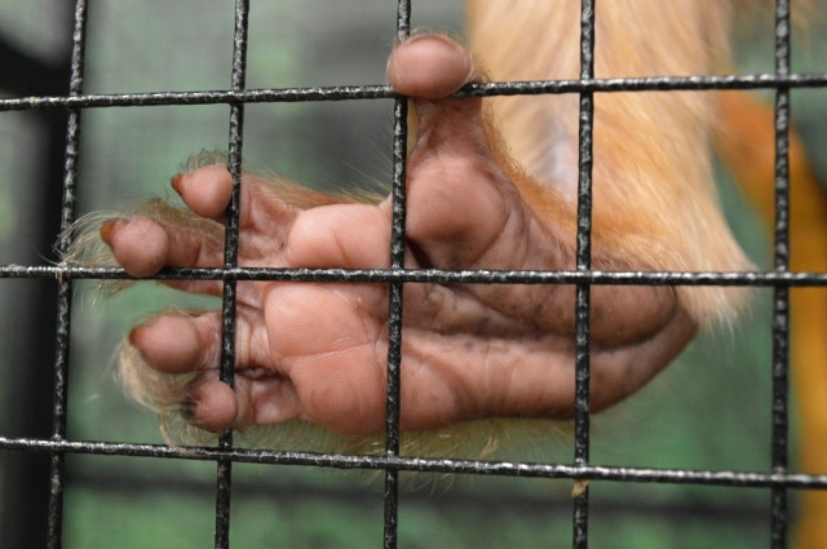    Лапа обезьяны