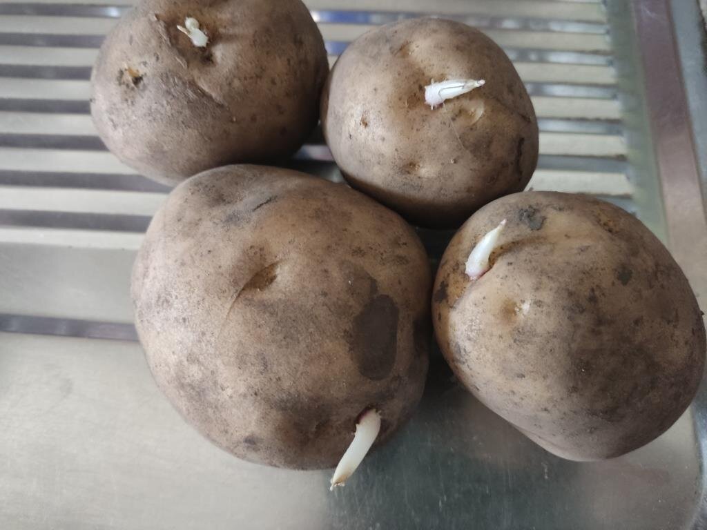 Проращивать картофель в темноте или на свету. Проросшая картошка. Проросшая картошка фото. Что если картошка проросла. Картошка проросла в пакете.