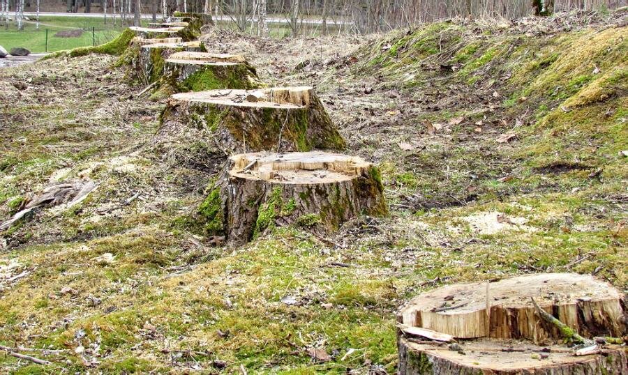 Жители Тверской области незаконно вырубают леса – суды региона рассмотрят дела об ущербе на 125 млн