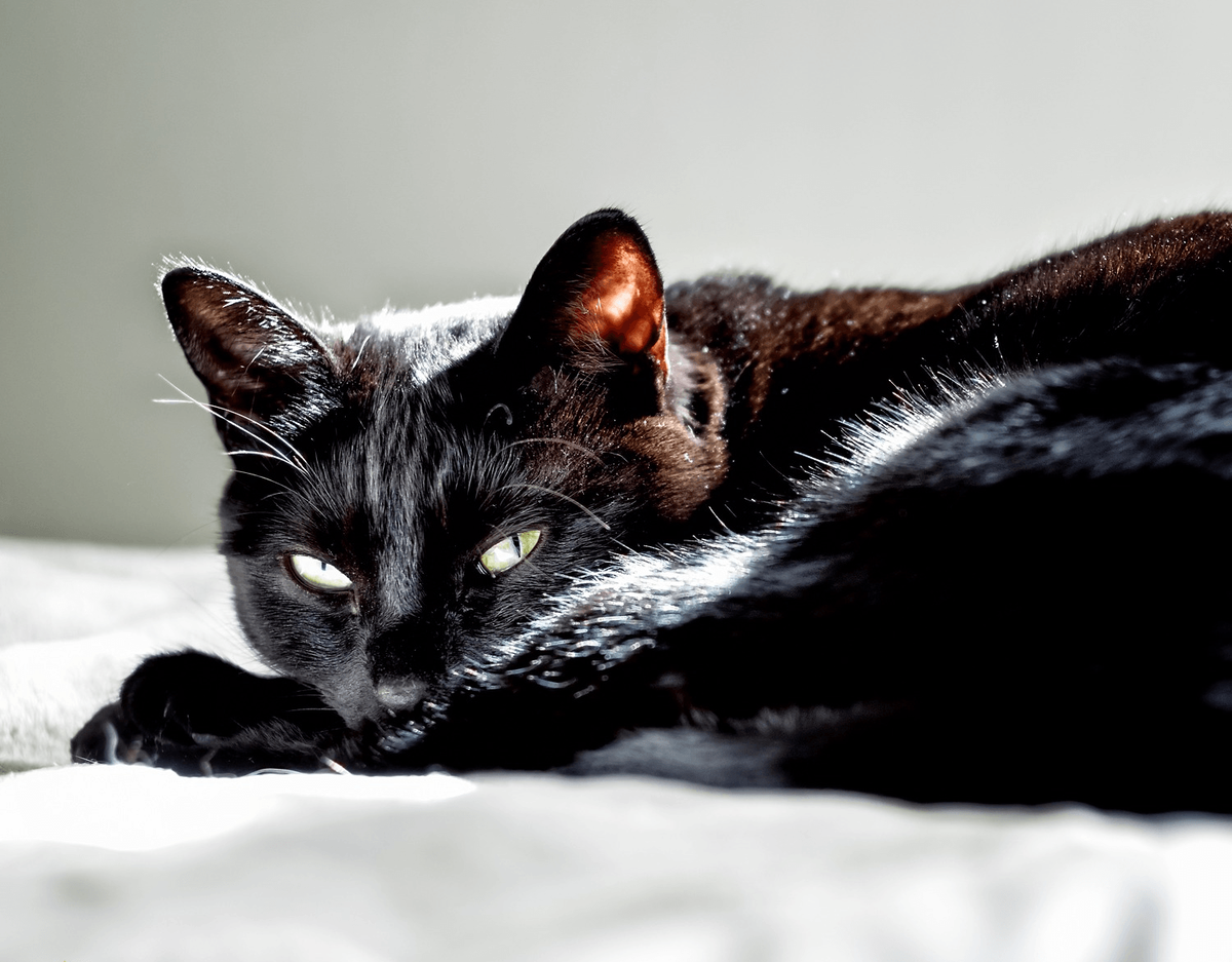 Бомбейская кошка длинношерстная. Чёрный кот. Черные коты. Красивый черный кот.