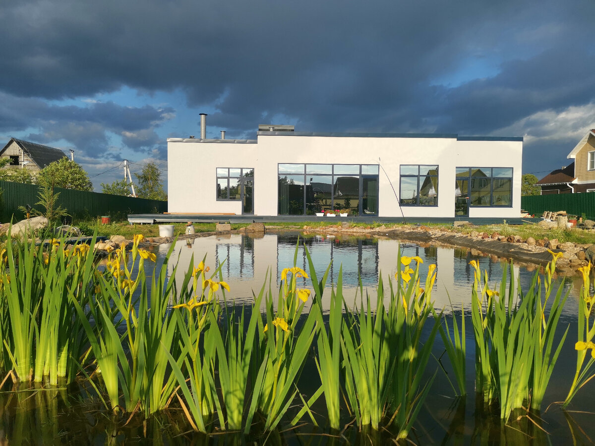 Июнь. Болотные ирисы в цвету