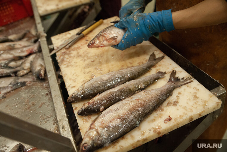    За разделывание рыбы на Камчатке ямальцам предлагают 132 тысячи рублей