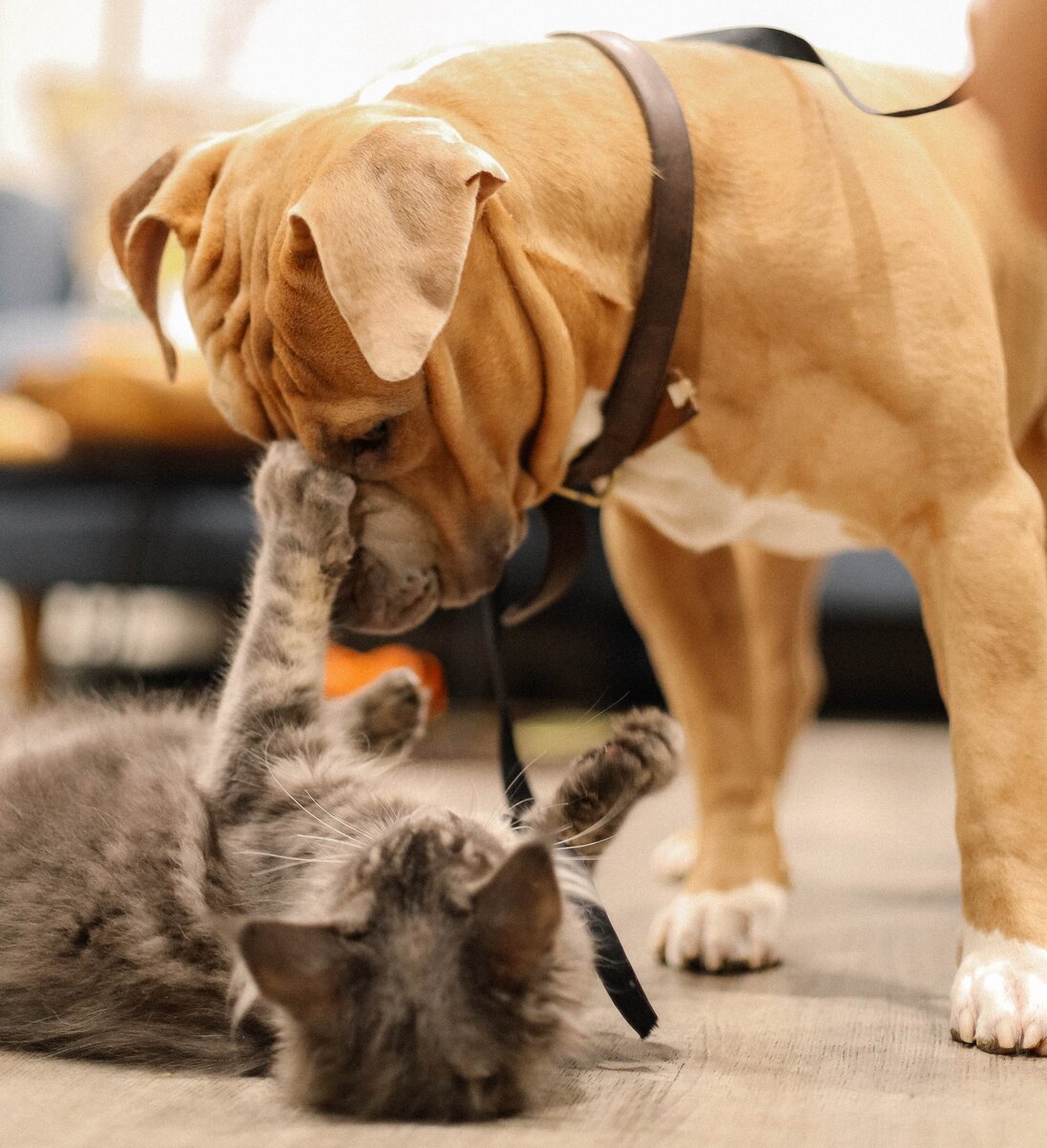 Из-за разного восприятия мира собака и кошка не понимают друг друга, и появляются драки.