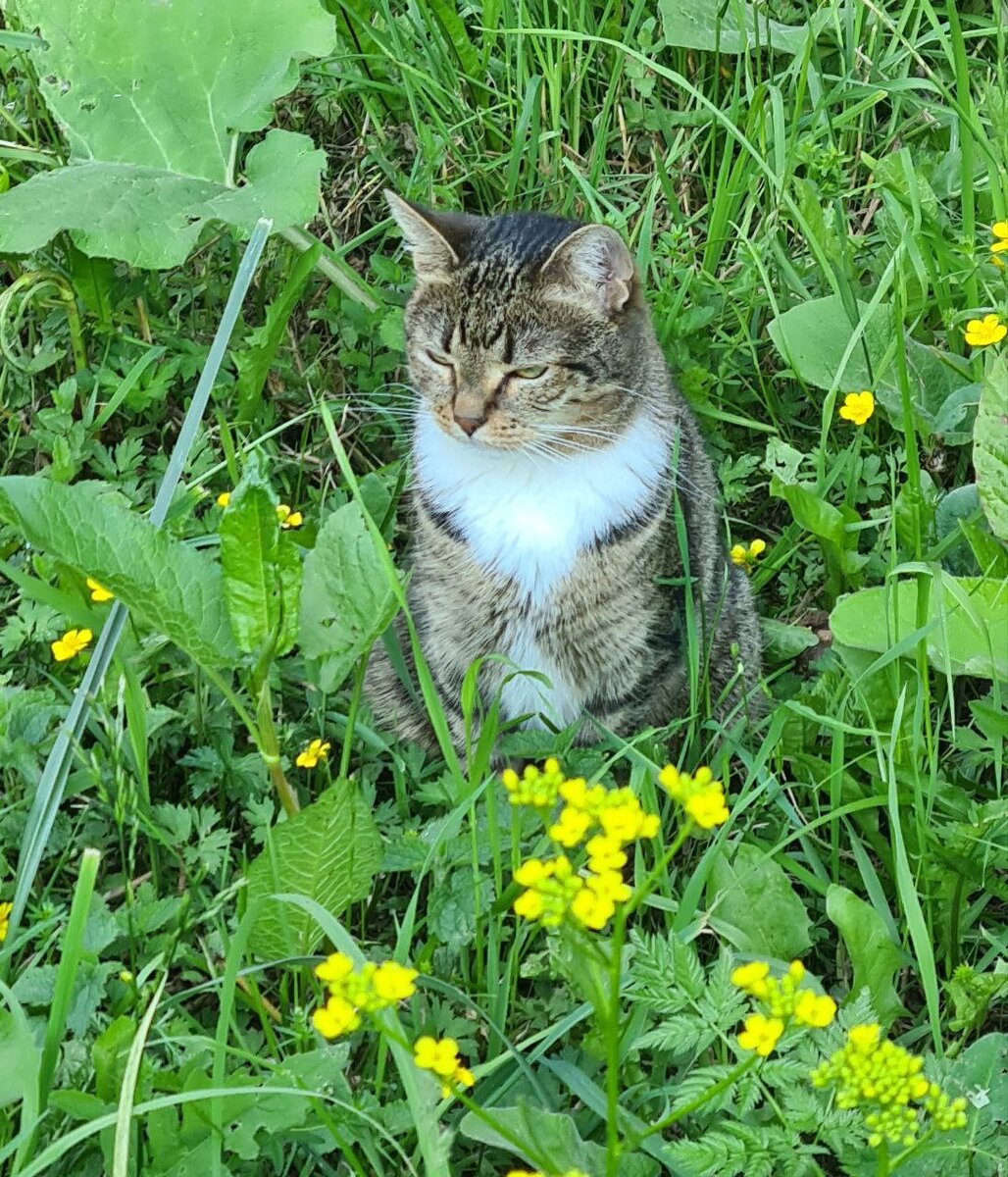 Новое чудо в нашем парке. Чье? Гуляет? Потерялся? Выбросили?