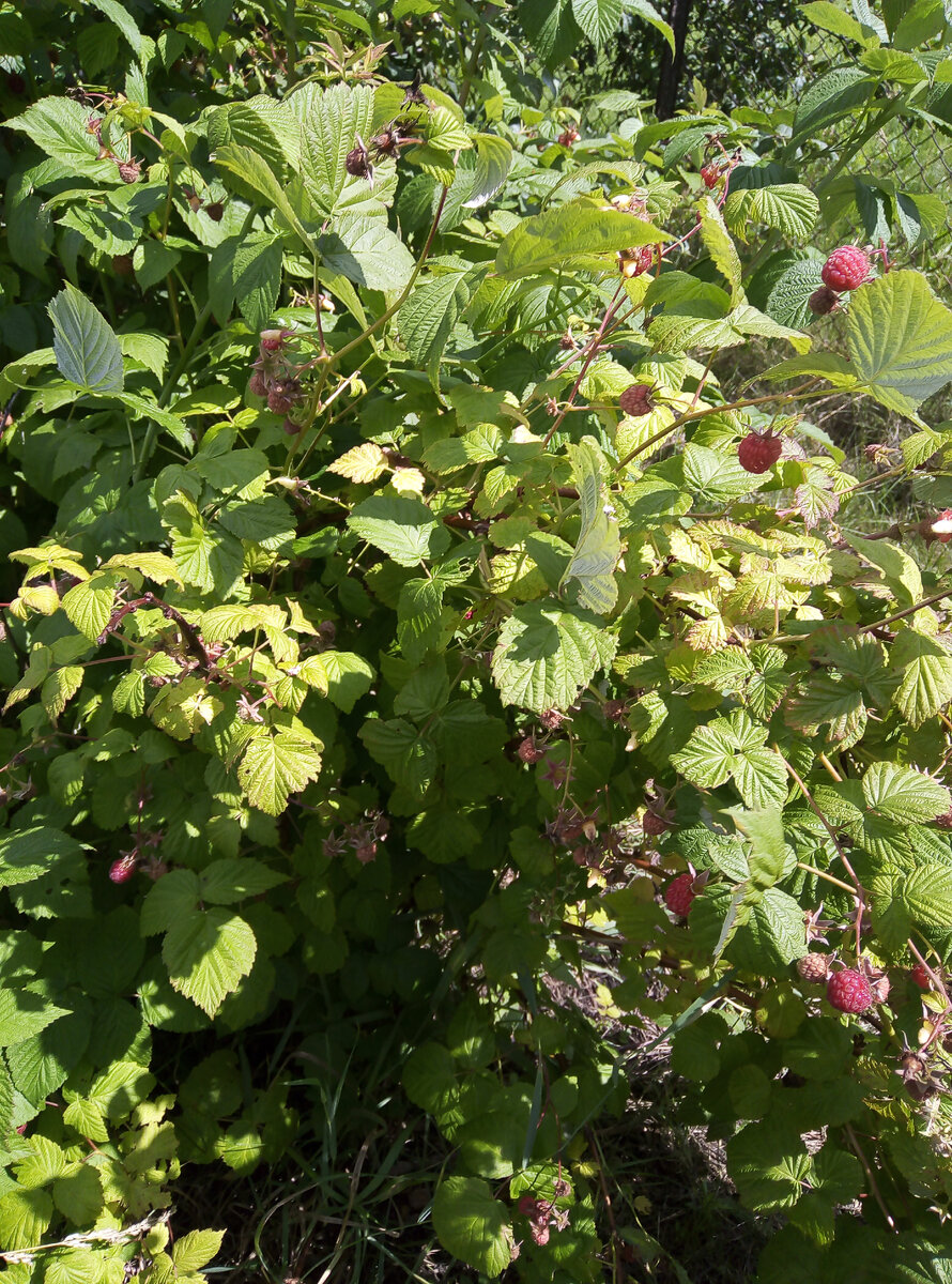 Фото автора.