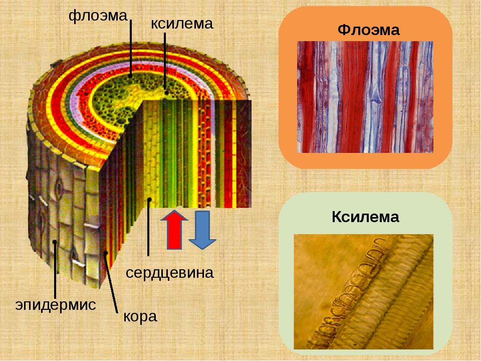 Какая ткань у древесины дерева. Ткани растений Ксилема флоэма. Строение стебля Ксилема и флоэма. Ксилема и флоэма это ткани. Проводящая ткань растений флоэма.