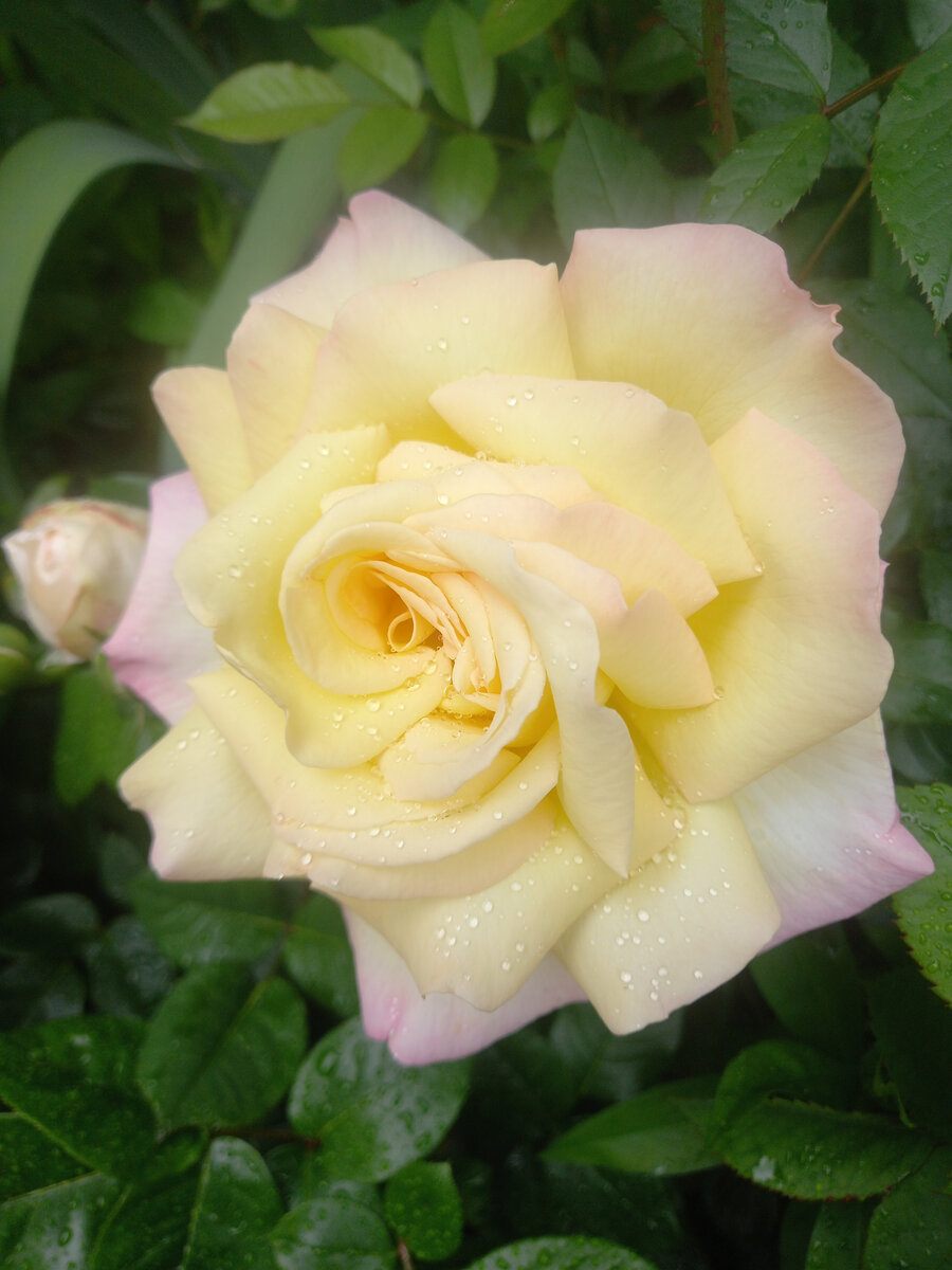 После дождя