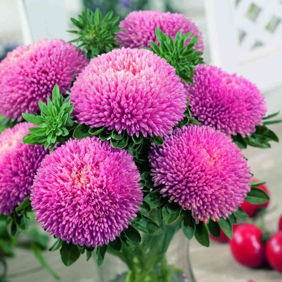      Астра китайская