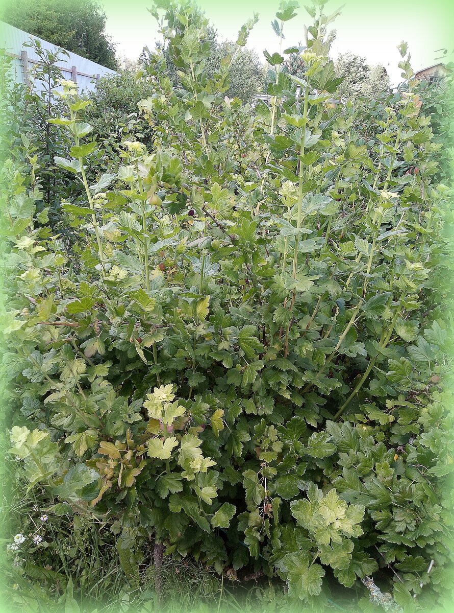 Фото автора. Куст крыжовника.