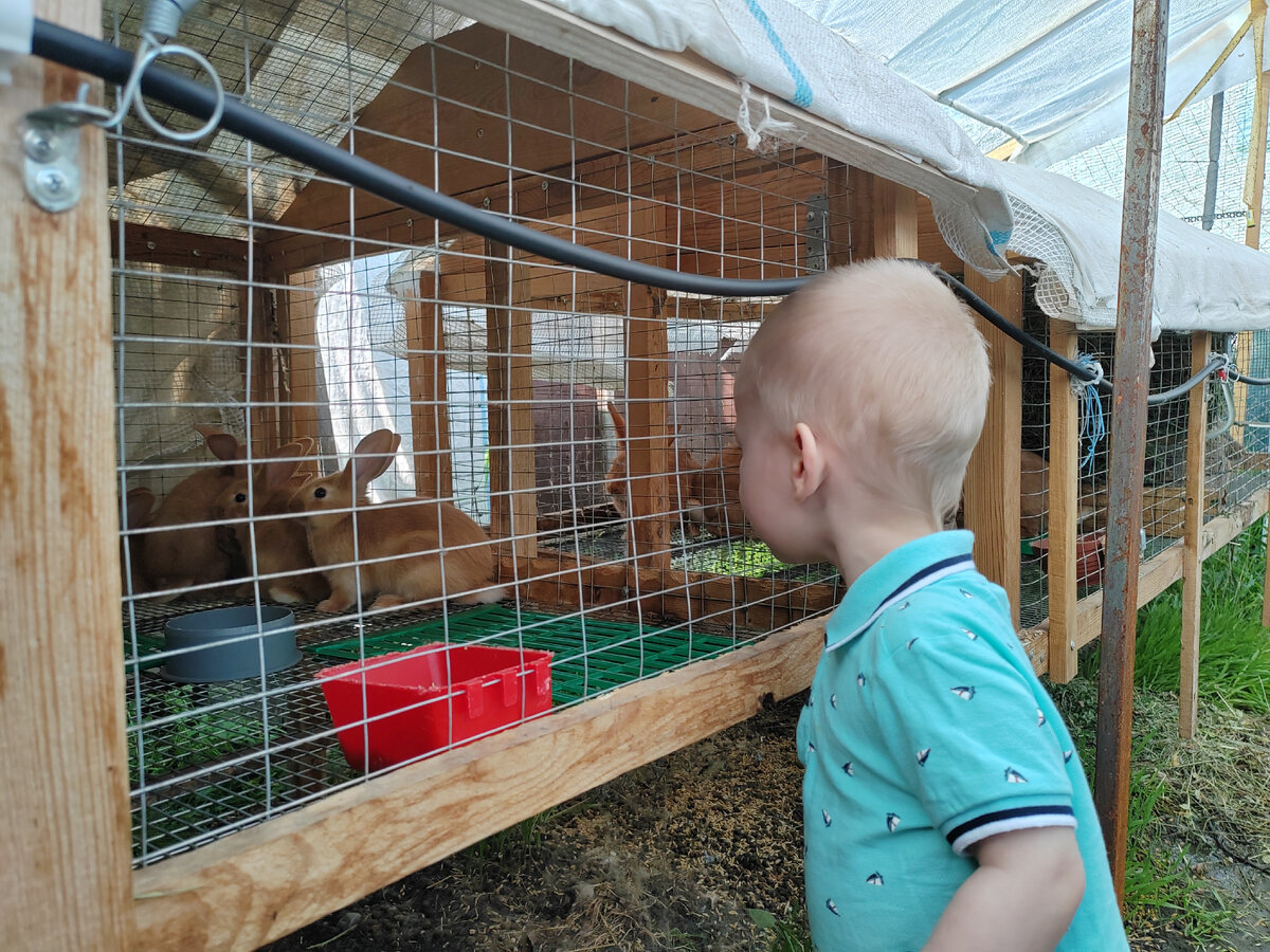 Паша наблюдает за кроликами