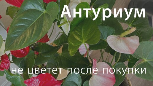 №97. Антуриум перестал цвести. Почему нет цветов и растут мелкие листья на антуриумах после покупки?