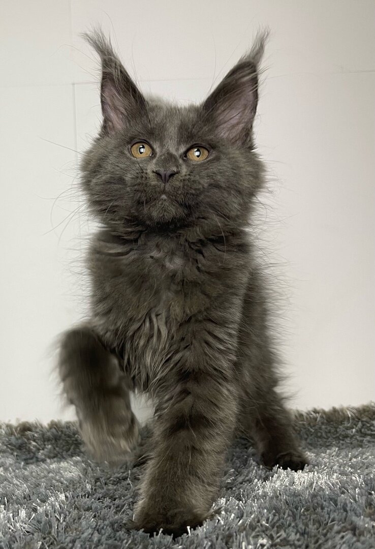 На фото малышка Infinity Bliss Luna голубого солидного окраса, родилась в нашем питомнике