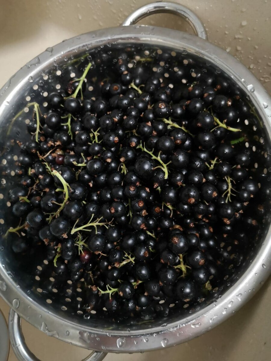 Урожай в этом году небольшой из за обрезки кустов, но ягоды сладкие и крупные