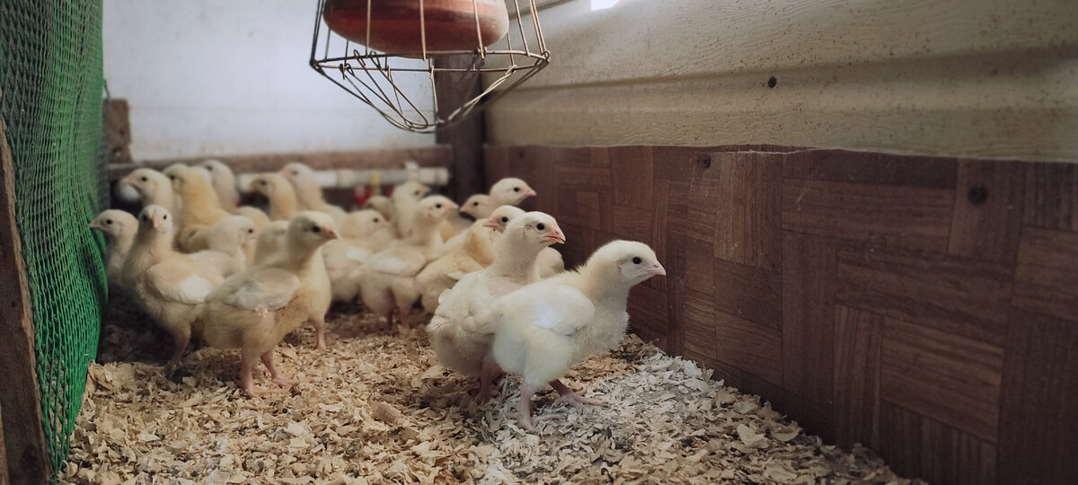Наши цыплятки