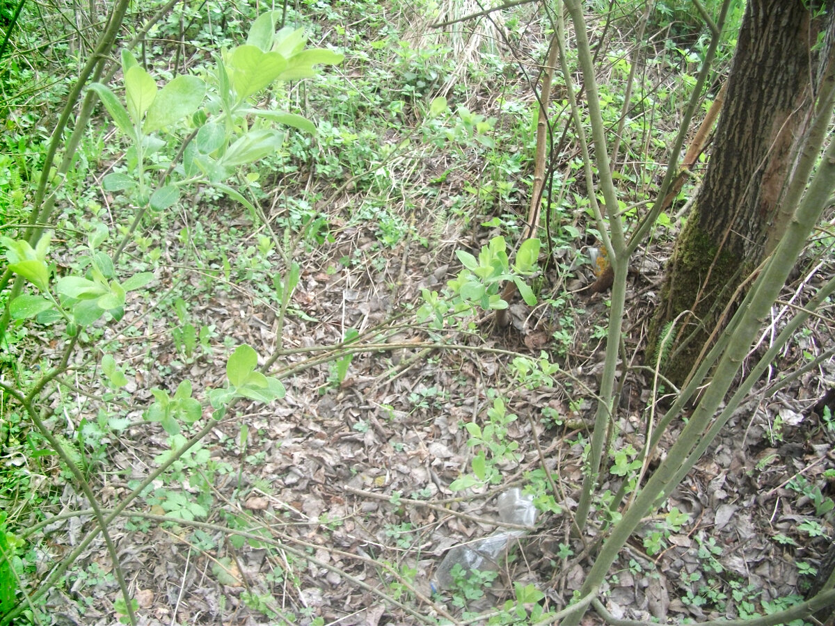 И тут видимо где-то птенчик )