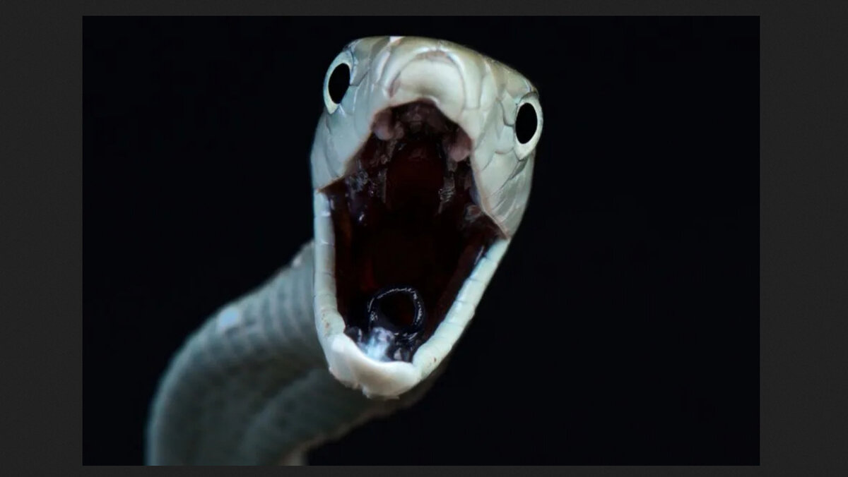     Такие сражения самцы демонстрируют в присутствии самки. Оплетая друг друга, они пытаются выявить доминантного самца и заслужить одобрение дамы. Цель не в том, чтобы просто укусить и победить с помощью смертельной дозы яда, а в принуждении к подчинению.