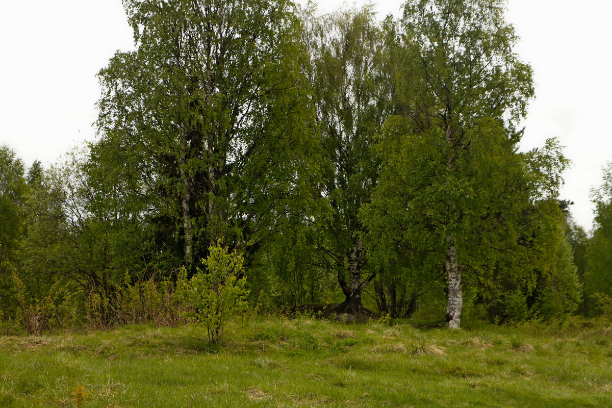 Июнь 2023 год. г. Костомукша Республика Карелия