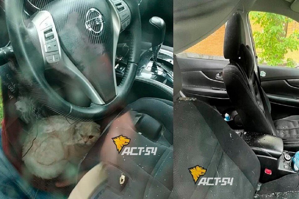    В Новосибирске кот выжил, упав с 23 этажа и приземлившись на «Ниссан». Фото: "АСТ-54".