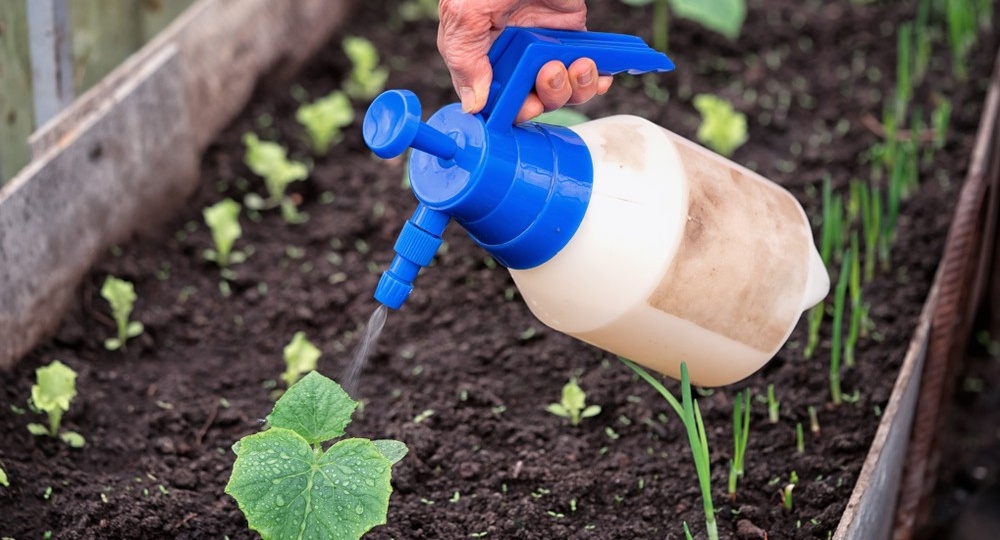 Подкормки огурцов дрожжами: 9 лучших рецептов