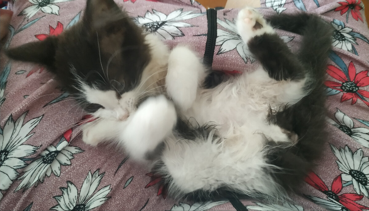 Очень вкусная задняя лапка. 