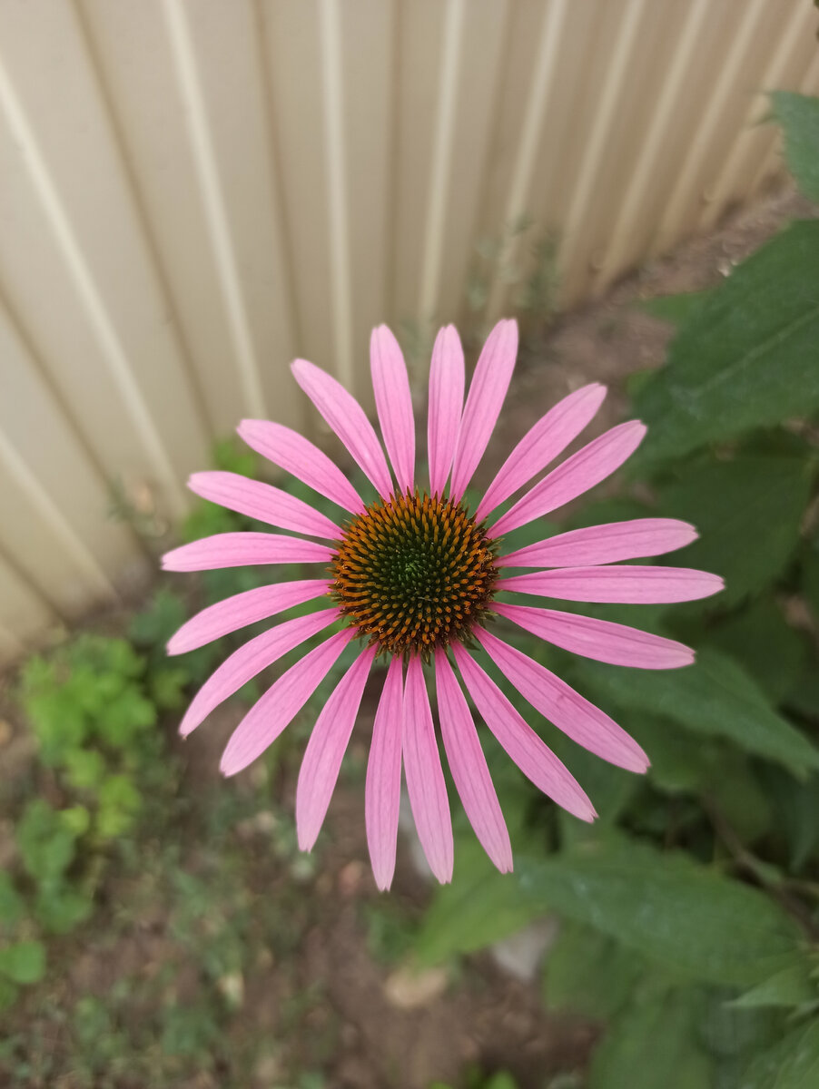 Echinacea purpurea Magnus