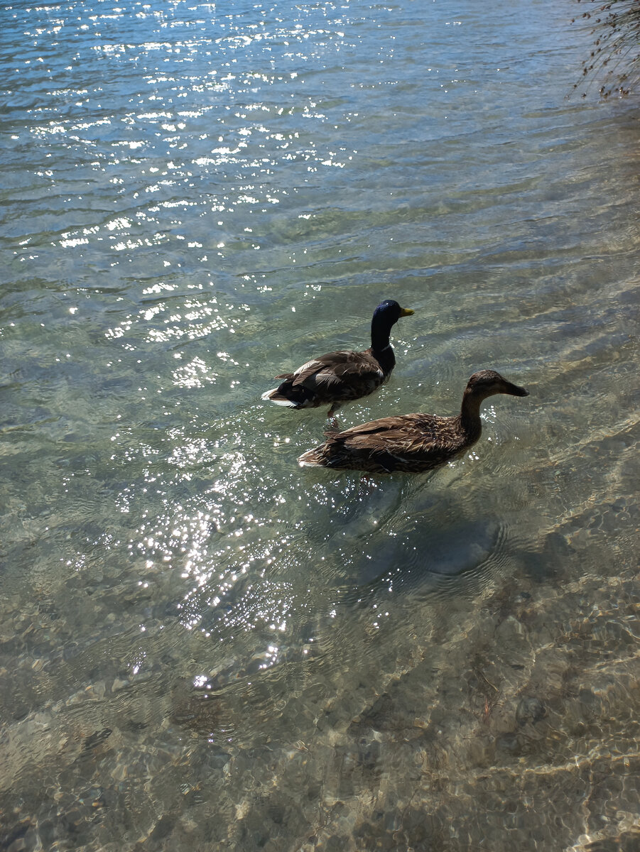 Оказалось, это руанские уточки. 