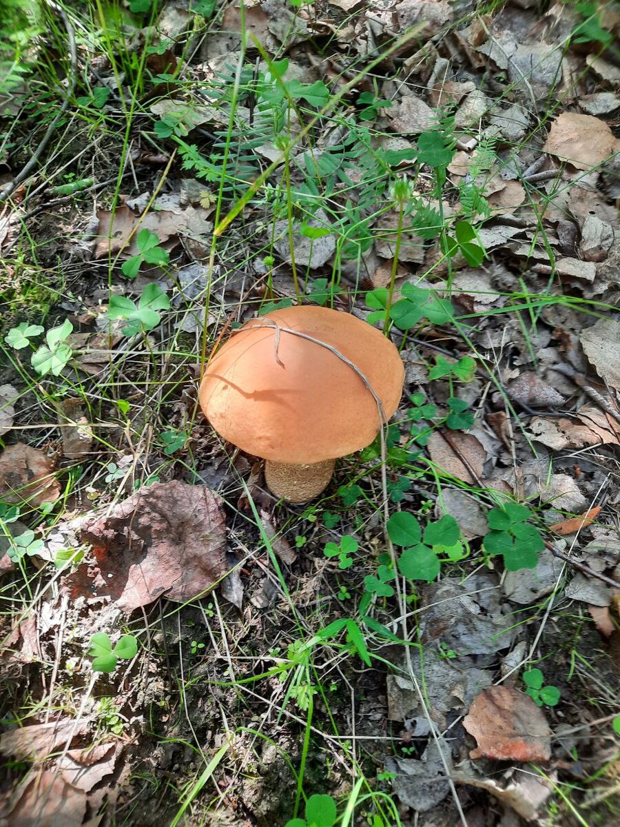 Фото автора. У нас грибы пошли)