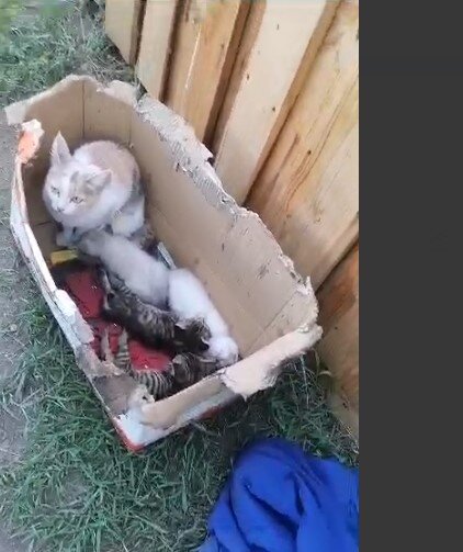 Кошечка с котятами