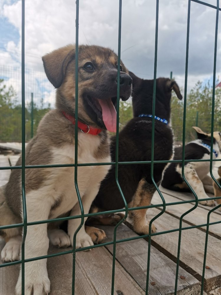    На дачах в Сургутском районе чипируют и бесплатно прививают домашних животных