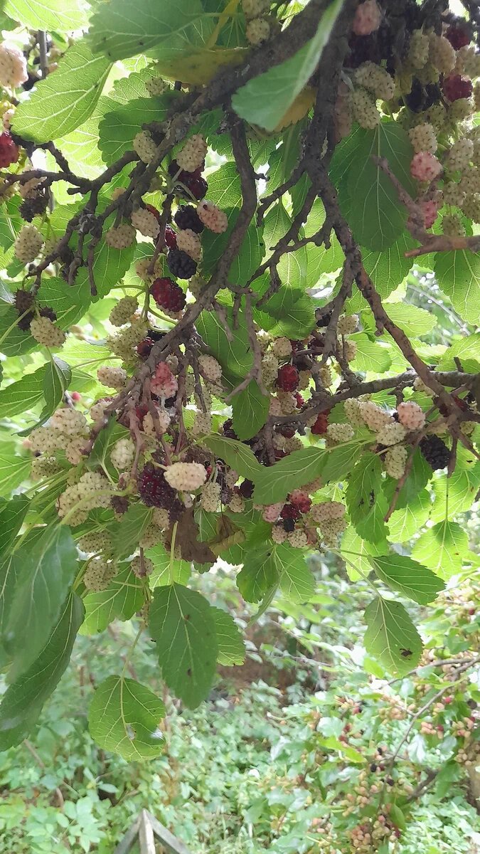 Шелковица-красавица. Фото И.Т.