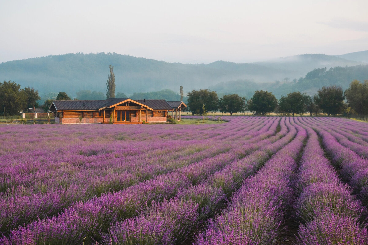 Ферма Viva Lavanda // Фото предоставлено фермой Viva Lavanda/