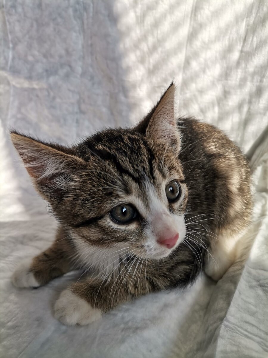 Этот полосатик явно вырастет не робкого десятка, а пока...