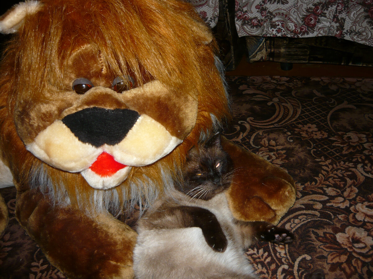 Кот Сенечка.