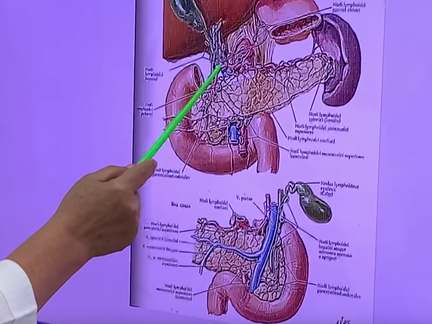 Печень поджелудочная проблемы. Печеночно поджелудочная ампула. Поджелудочно селезеночная связка. Психосоматика селезенка и поджелудочная. Селезёнка и поджелудочная железа это одно и тоже.